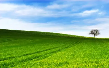 عکس اسمان و چمن