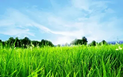  عکس اسمان و چمن