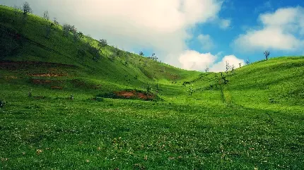  عکس اسمان و چمن