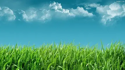  عکس اسمان و چمن