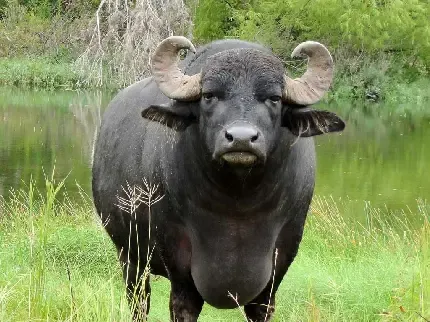  عکس اسمان و چمن