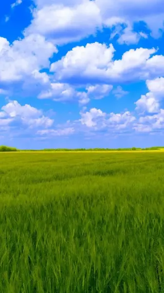  عکس اسمان و چمن