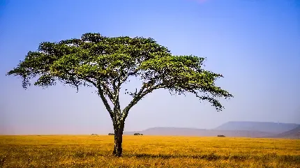  عکس اسمان و چمن