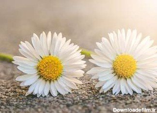  عکس چمن و گل طبیعی