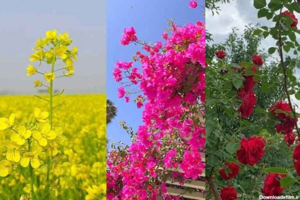  عکس چمن و گل طبیعی