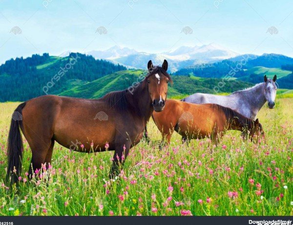  عکس چمن و گل طبیعی