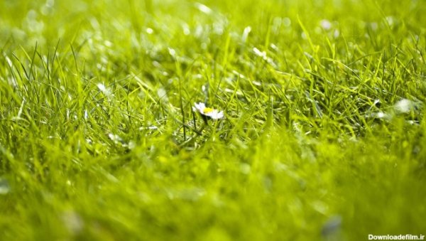  عکس چمن و گل طبیعی