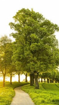  عکس چمن طبیعی