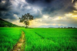  عکس چمن طبیعی
