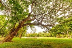  عکس چمن طبیعی