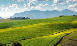  عکس چمن طبیعی