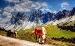  عکس چمن طبیعی