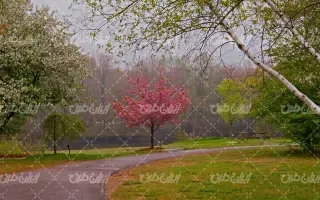  عکس چمن و درخت