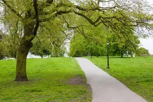  عکس چمن و درخت