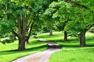  عکس چمن و درخت