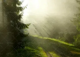  عکس چمن و درخت