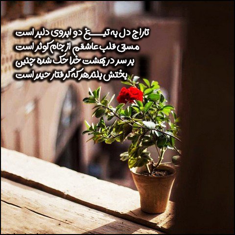  عکس ولادت حضرت علی