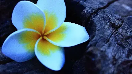  عکس قلب قرمز خوشگل