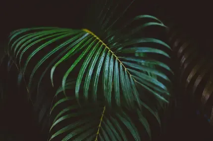  عکس قلب قرمز خوشگل