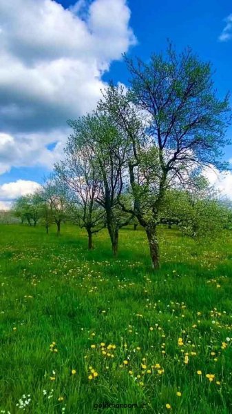  عکس طبیعت برای پروفایل