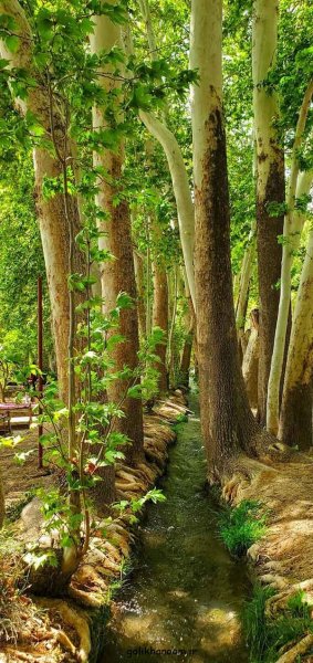  عکس طبیعت برای پروفایل