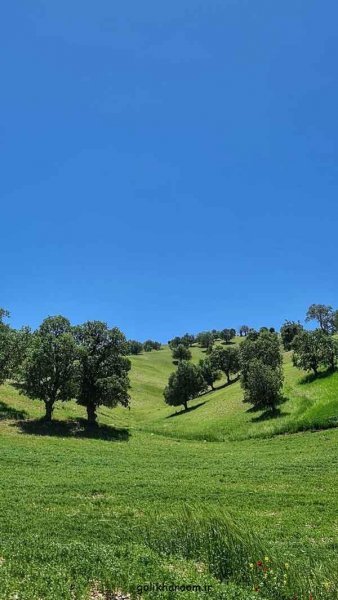  عکس طبیعت برای پروفایل