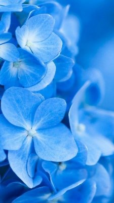  عکس کیوت ابی کمرنگ