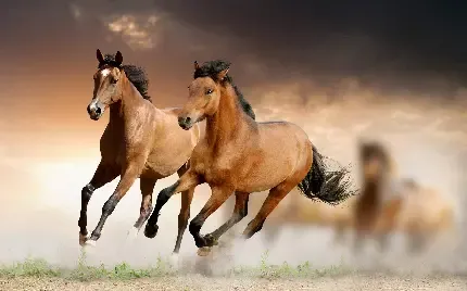  عکس مینیمال اسب