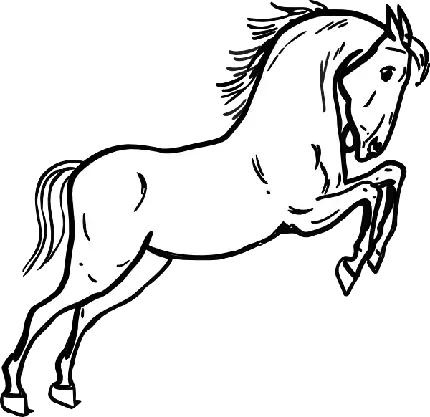 عکس مینیمال اسب