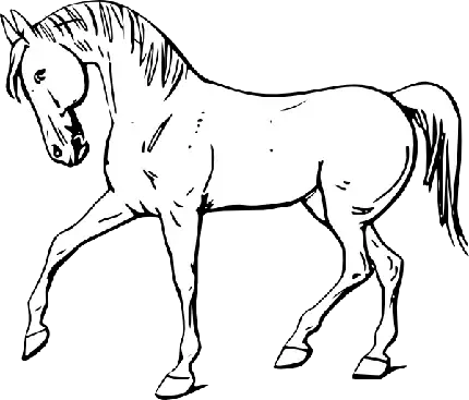  عکس مینیمال اسب