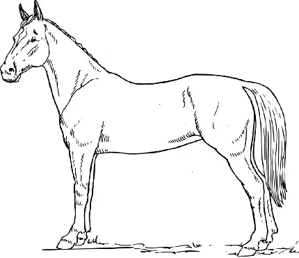  عکس مینیمال اسب