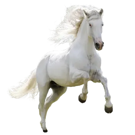  عکس مینیمال اسب