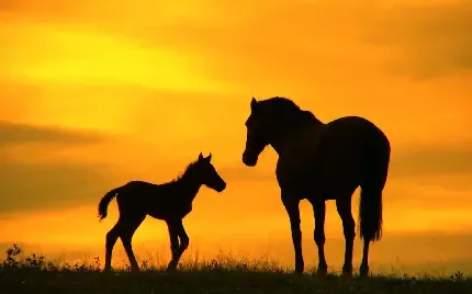  عکس مینیمال اسب