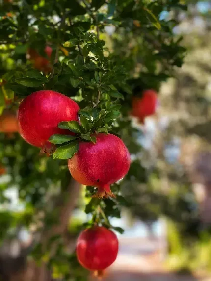 عکس انار طبیعی