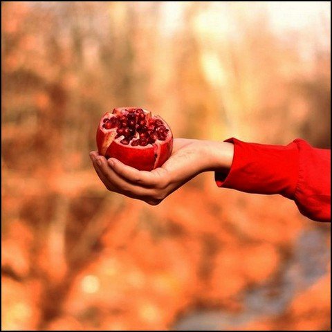عکس انار فانتزی