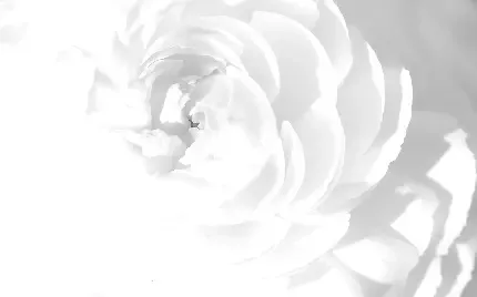  بک گراند سفید
