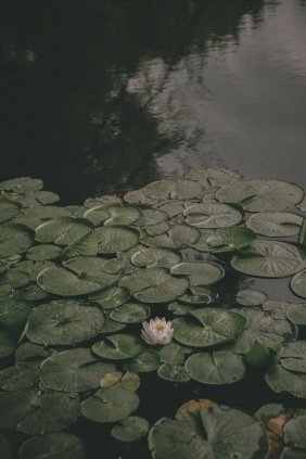 بک گراند سبز خفن