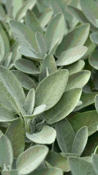  بک گراند سبز سدری