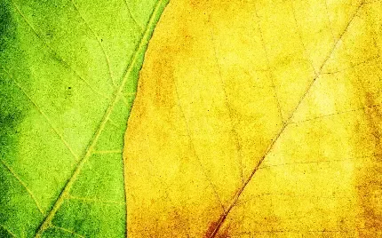  عکس سبز ساده