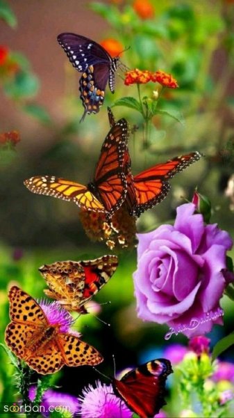 عکس پروانه واقعی برای پروفایل
