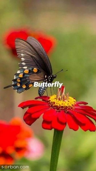  عکس پروانه واقعی برای پروفایل