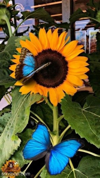  عکس پروانه واقعی برای پروفایل