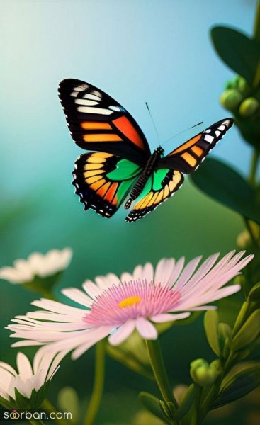  عکس پروانه واقعی