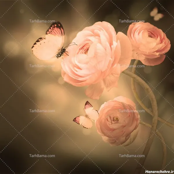  عکس پروفایل پروانه عاشقانه