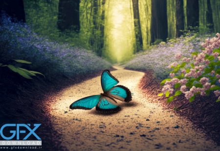  عکس پروانه برای چاپ