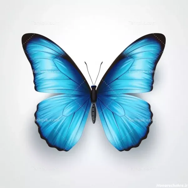  عکس پروانه ابی واقعی