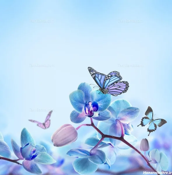  عکس پروانه ابی واقعی