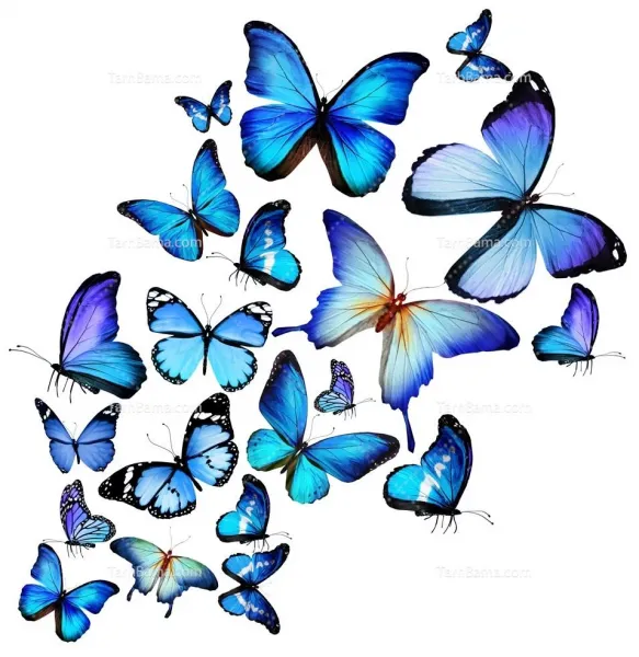  عکس پروانه ابی واقعی