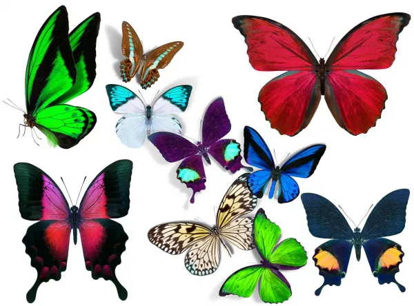  عکس پروانه فانتزی