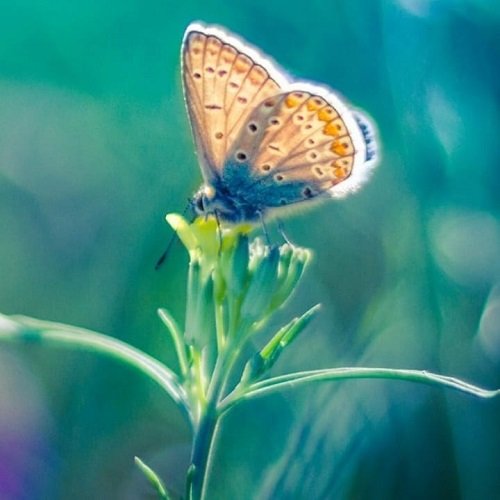  عکس پروانه برای پروفایل شاد